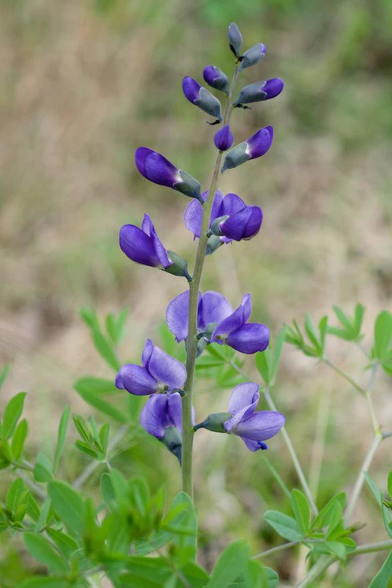 Blå falske indigo blomsterfrø til udplantning - 100 stk