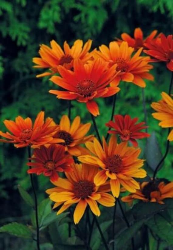 Heliopsis Scabra Orange Flower Seeds for Planting 100 pcs