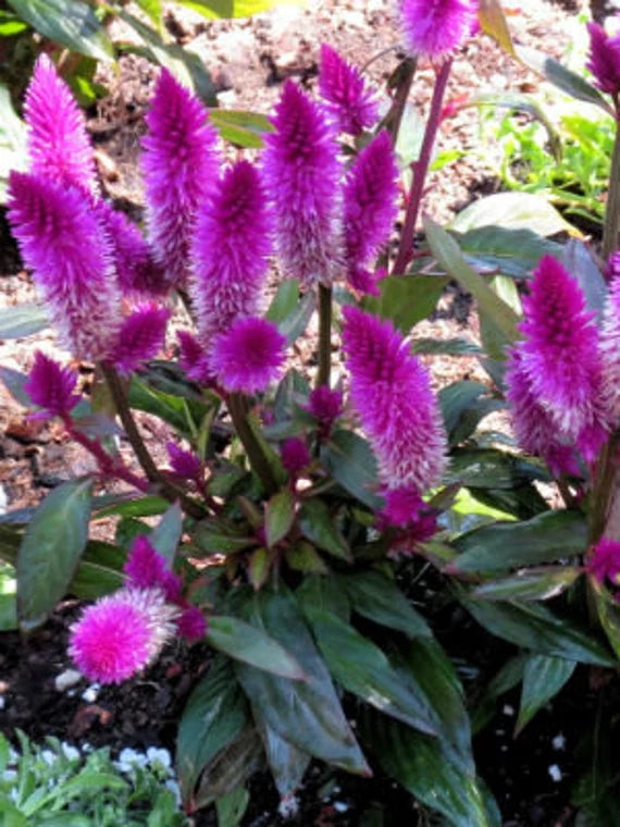 is celosia caracas an indoor or outdoor plant Organic Pink Celosia Caracas Flower Seeds for Planting – Heirloom, Non – Neeraseeds