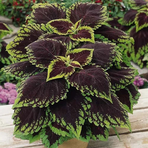 Heirloom Coleus kong scarlet Flower Seeds for Planting -  Beautiful Blooms, Heirloom seeds