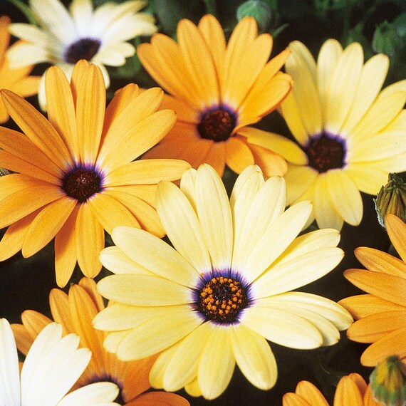daisy dimorphotheca flower seeds
