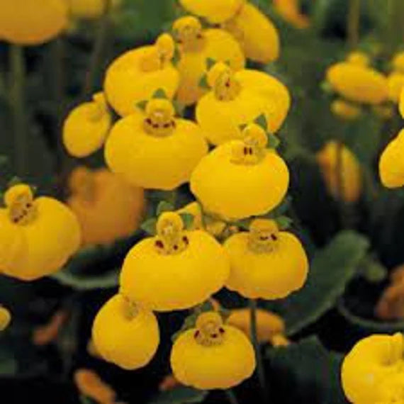 Calceolaria blomsterfrø til plantning, gul, 100 stk