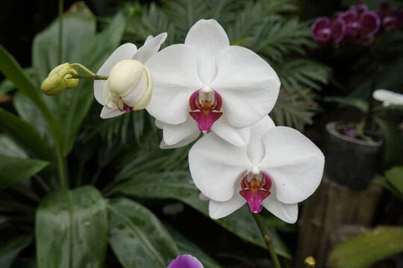 Hvide Orkidé Blomsterfrø 100 stk