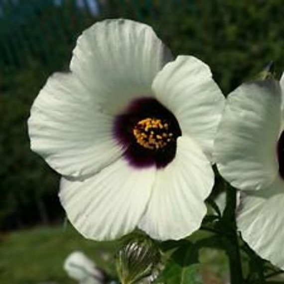 hibiscus hibiscus flower seeds