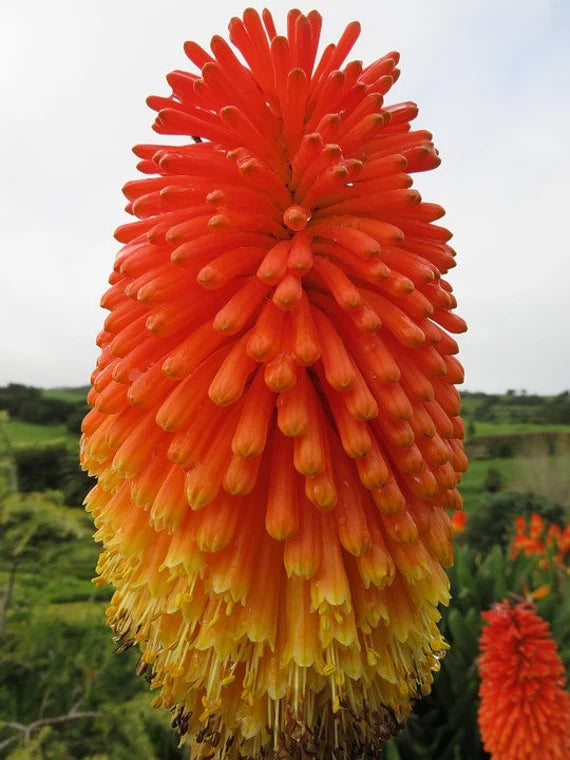 Red Hot Poker Torch Lily, Kniphofia Perennial Flower Seeds for Planting – Heirloom and Non-GMO Garden Seeds