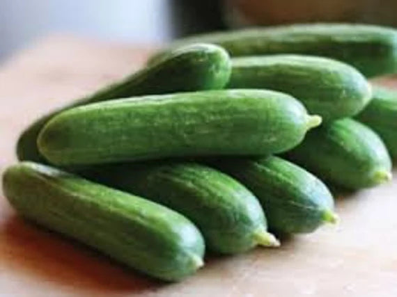 Cucumber School Baby F1 frø, Cucumis sativus, økologiske grøntsagsfrø til plantning