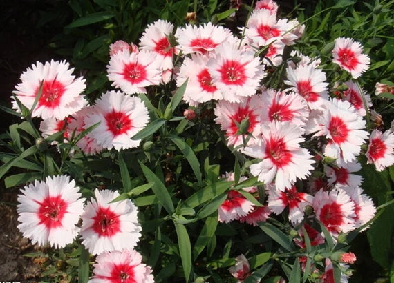 White Mix Dianthus Flower Seeds for Planting - 100 pcs