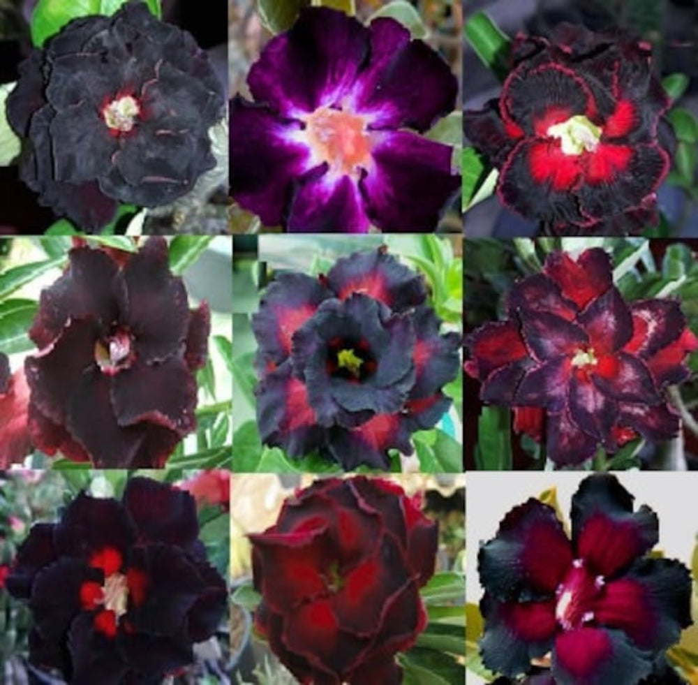 red black flower seeds
