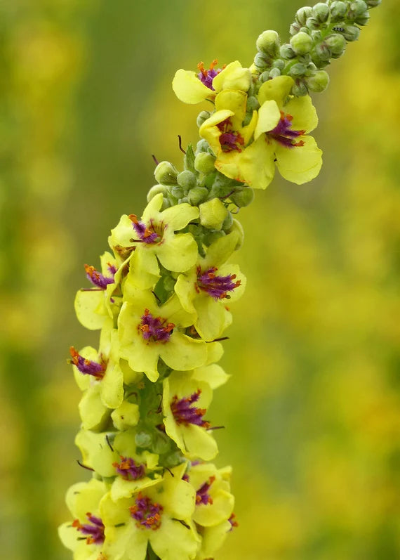 Gule Verbascum Thapsus Blomsterfrø - 100 stk