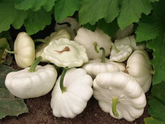 Squash Patisson White Vegetable Seeds for Planting - Heirloom Non-GMO Organic Garden Seeds High Germination