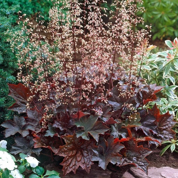 purple coral flower seeds