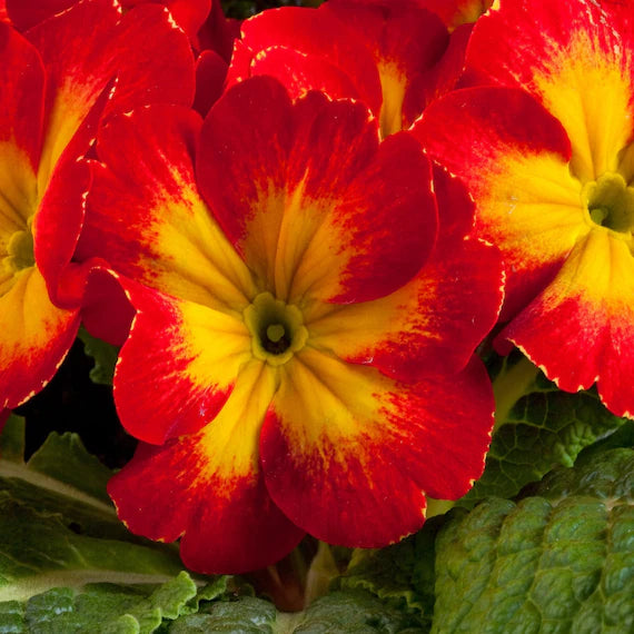 Primula Flower Seeds for Planting Red 100 pcs