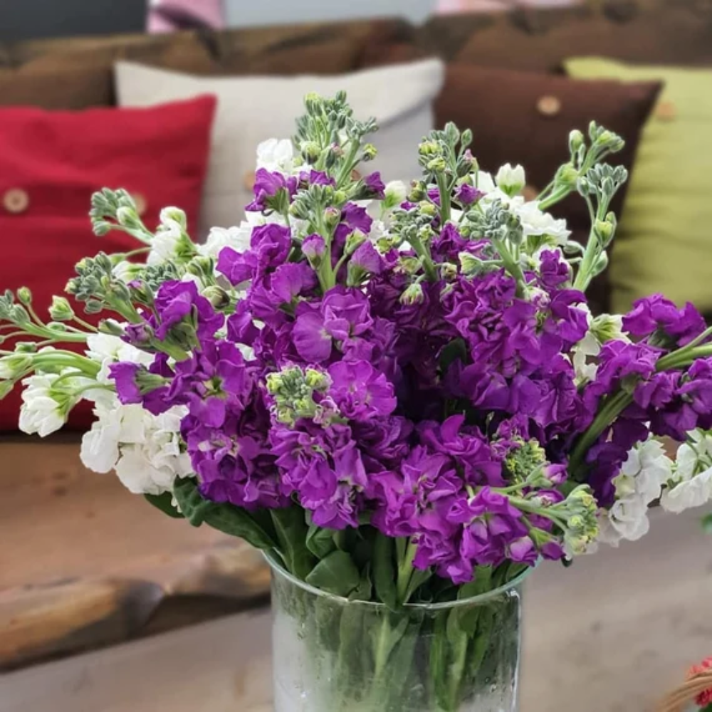 purple organic flower seeds