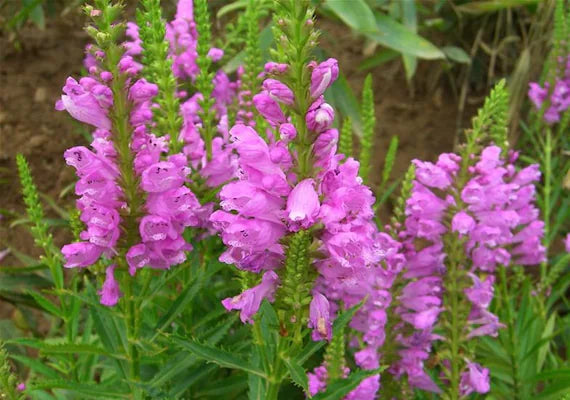 Pink Physostegia Flower Seeds for Planting 100 pcs