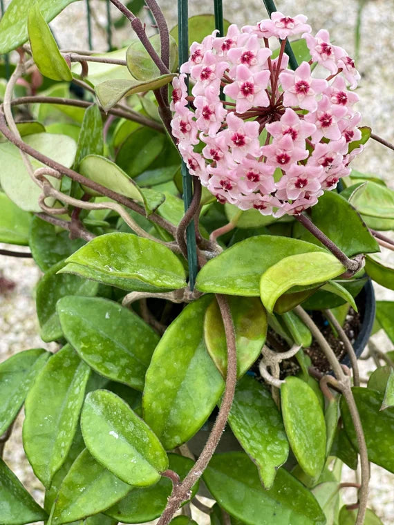 Baby Pink Hoya blomsterfrø til haven - 50 stk