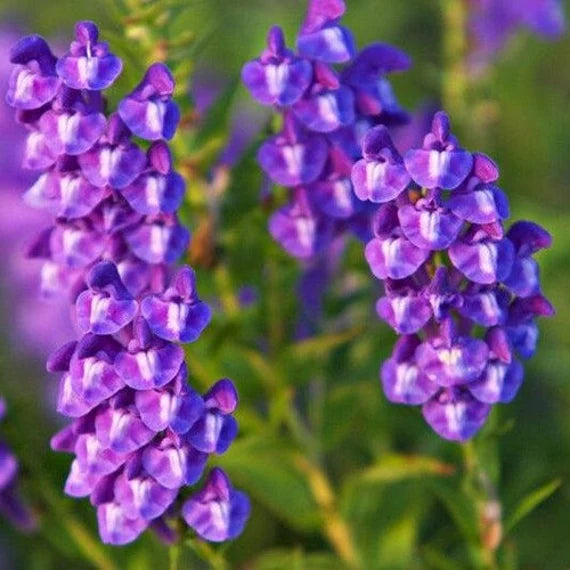 Chinese Skullcap Flower Seeds for Planting, 100 pcs