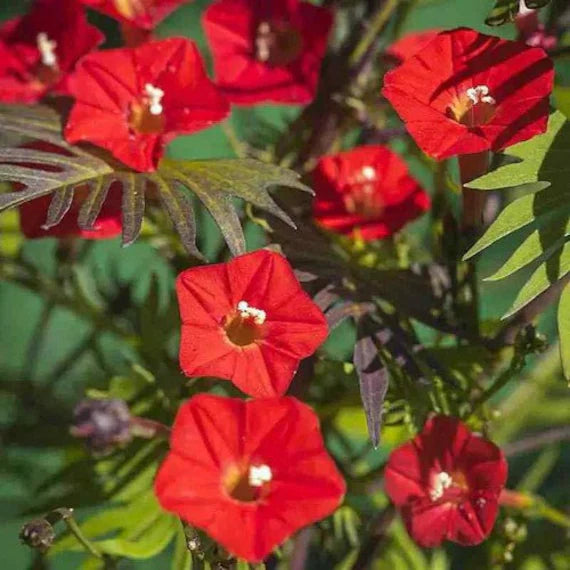 Red Cardinal Climber Seeds for Planting, 100 pcs