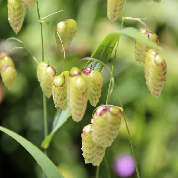 Briza Maxima Quaking Grass Flower Seeds for Planting – Ornamental, Non-GMO, Heirloom Dried Flower Grass Seeds