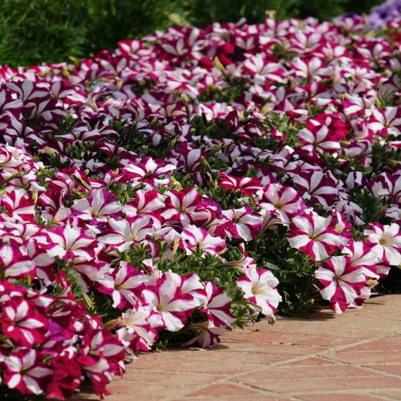 Petunia Blomsterfrø til Plantning Lyserød Hvid 100 stk