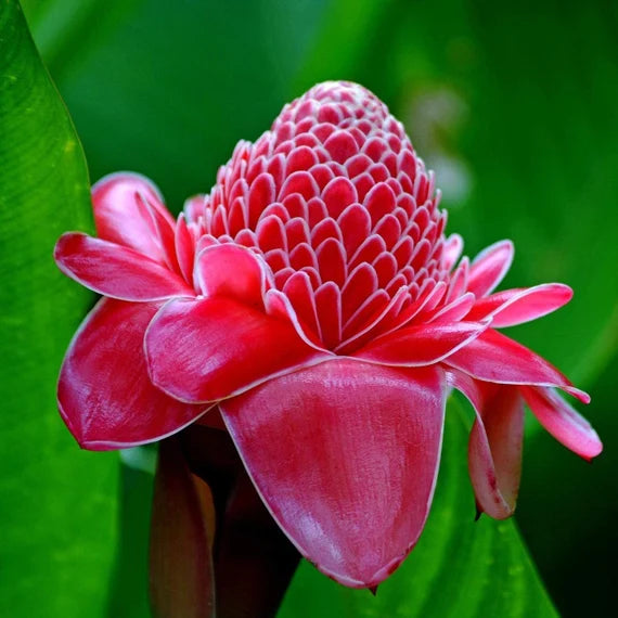 Red-Green Torch Ginger Plant Seeds - Exotic Torch Ginger for Stunning, Tropical Flowers  100 pcs