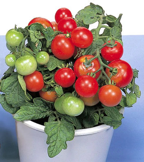 Dwarf Red Robin Tomato Vegetable Seeds for Planting,Heirloom Non-GMO seeds