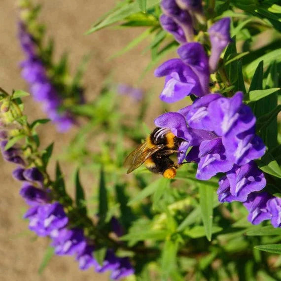 Chinese Skullcap Flower Seeds for Planting, 100 pcs