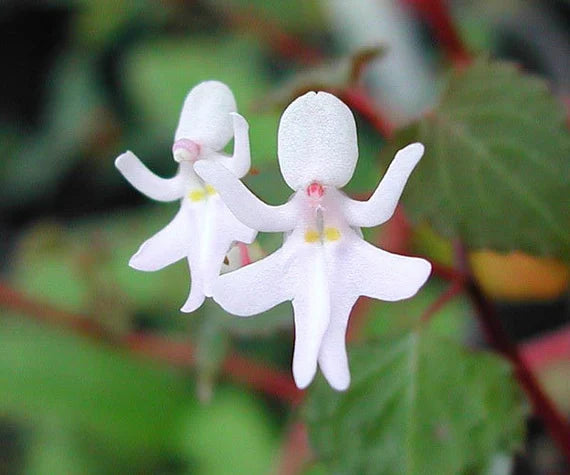 Baby Face Orchid Flower Seeds for Planting, 100 pcs