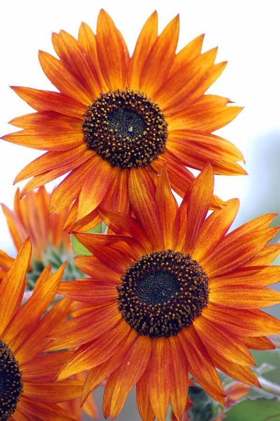 Light Orange Sunflower Seeds for Planting 100 pcs