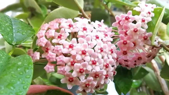 Baby Pink Hoya blomsterfrø til haven - 50 stk