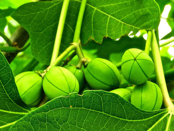 Jatropha Frugtfrø til dyrkning af tropiske træer 100 stk