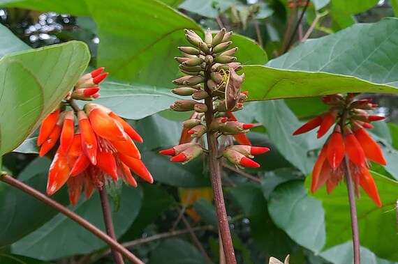 Orange Grønne Erythrina blomsterfrø til udplantning – 100 stk