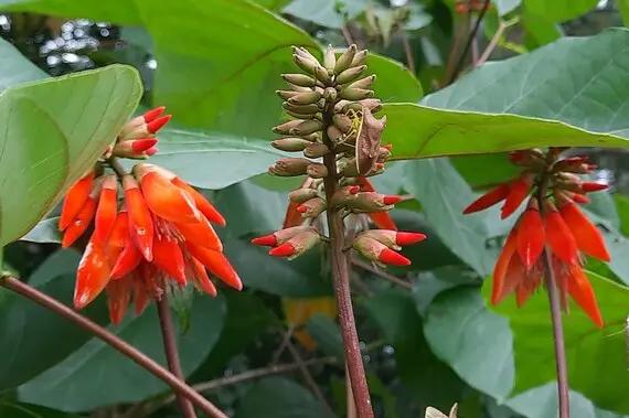 orange green flower seeds