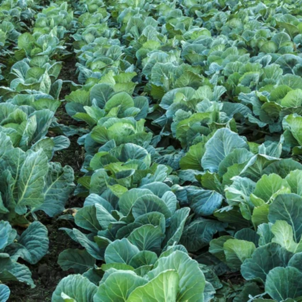 collards for flower seeds