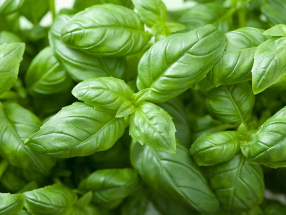 Genovese Basil Herb Seeds for Planting,Organic Heirloom Non-GMO