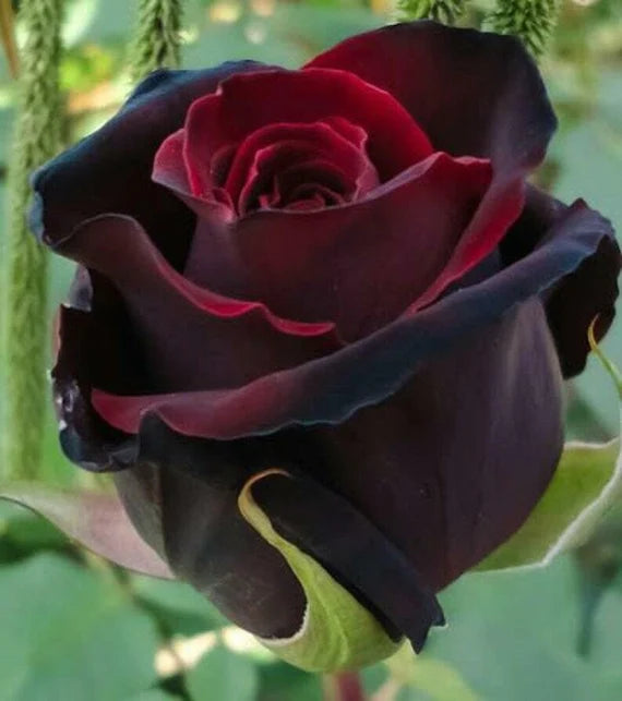 Black Red Rose Flower Seeds - 100 pcs