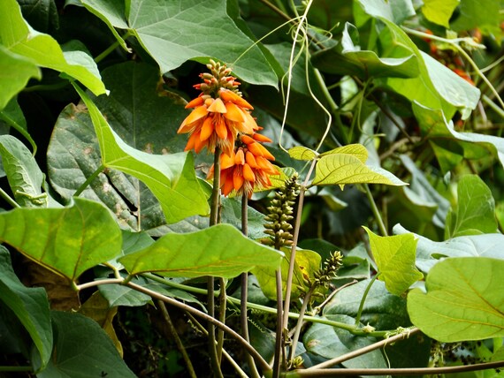 Orange Grønne Erythrina blomsterfrø til udplantning – 100 stk