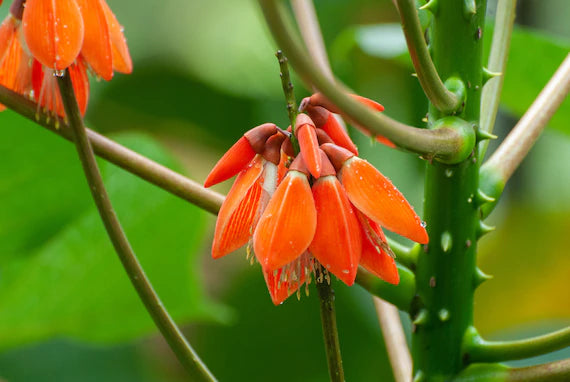 Orange Grønne Erythrina blomsterfrø til udplantning – 100 stk