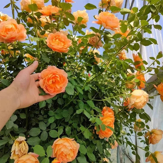 Light Orange Rose Tree Flower Seeds for Planting - 100 pcs