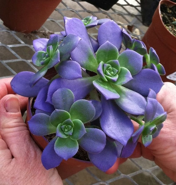 lithops lithops flower seeds