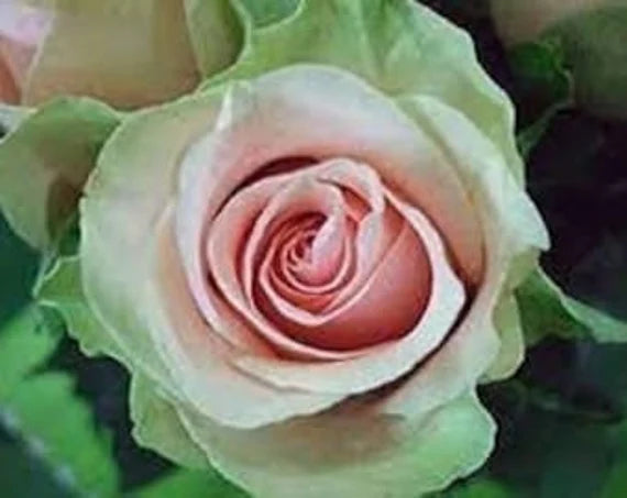 green pink flower seeds