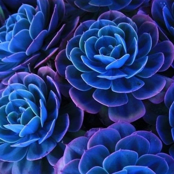 Dark Blue Nopalxochia Flower Seeds for Planting – Heirloom, Non-GMO, High Germination Cactus Seeds