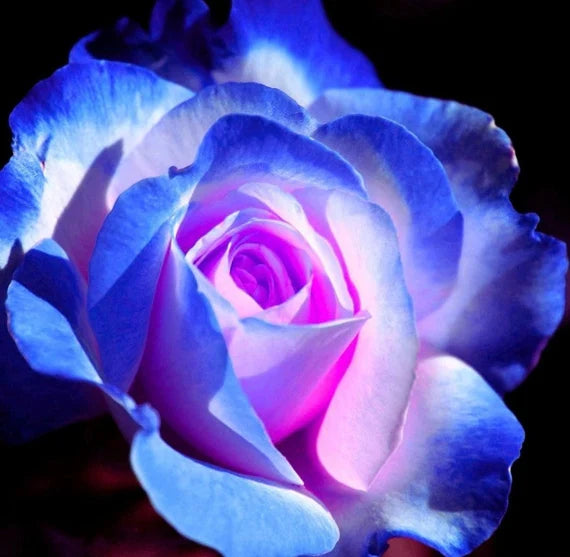 Rose Flower Seeds for Planting Blue Light Pink 100 pcs