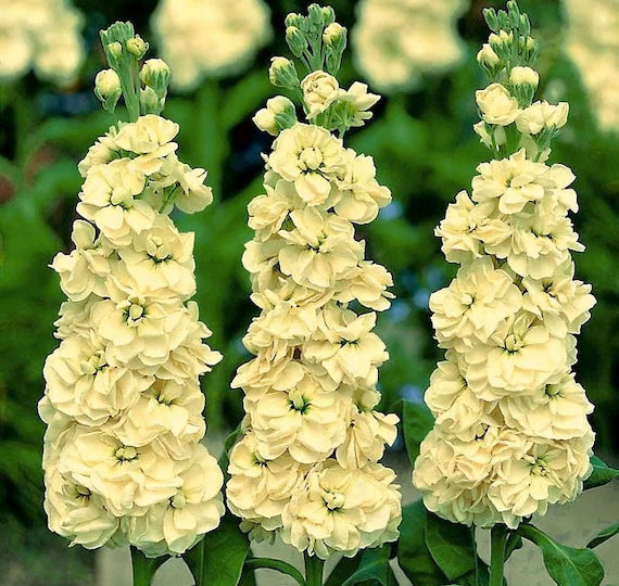 Matthiola Incana Seeds for Planting – Organic, Heirloom, Non-GMO Flower Seeds, High Germination