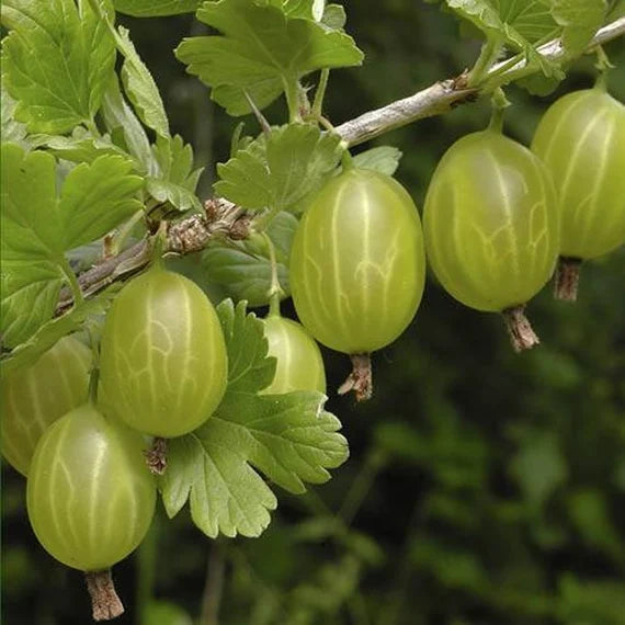 European Gooseberries (Ribes uva-crispa) Gooseberry Fruit Seeds for Planting - Naturally Rich in Vitamin C Fruit