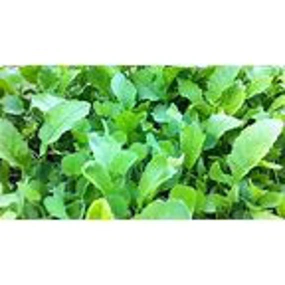 Broadleaf Tortoise Forage Blend Seeds for Planting heirloom & Non-GMO Seeds