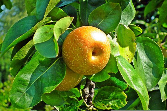 Asian Pear Seeds – Heirloom, Non-GMO Fruit Seeds for Garden Planting