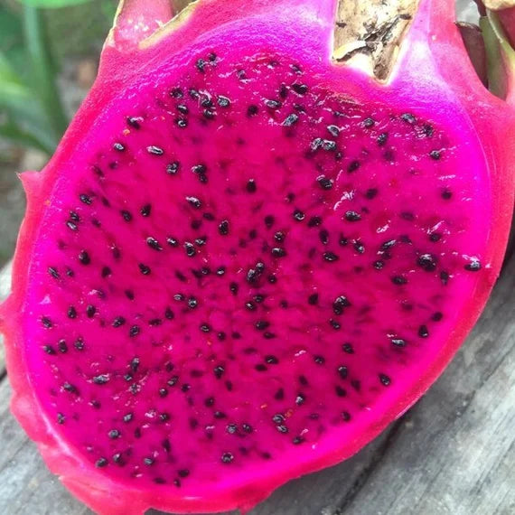 Pitaya frugtfrø til plantning Pink 100 stk