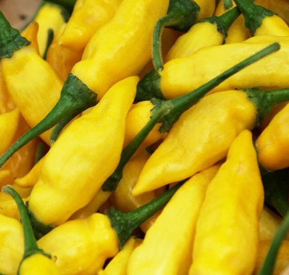 Yellow Aji Limon Seeds for Planting - 100 pcs