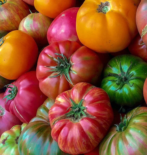 Mixed Color Beefsteak Tomato Seeds for Planting – Heirloom, Non-GMO, High Germination Organic Garden Seeds