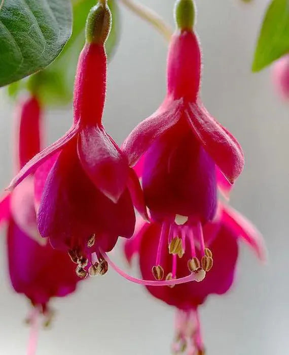 Pink Red Fuchsia Flower Seeds for Planting 100 pcs